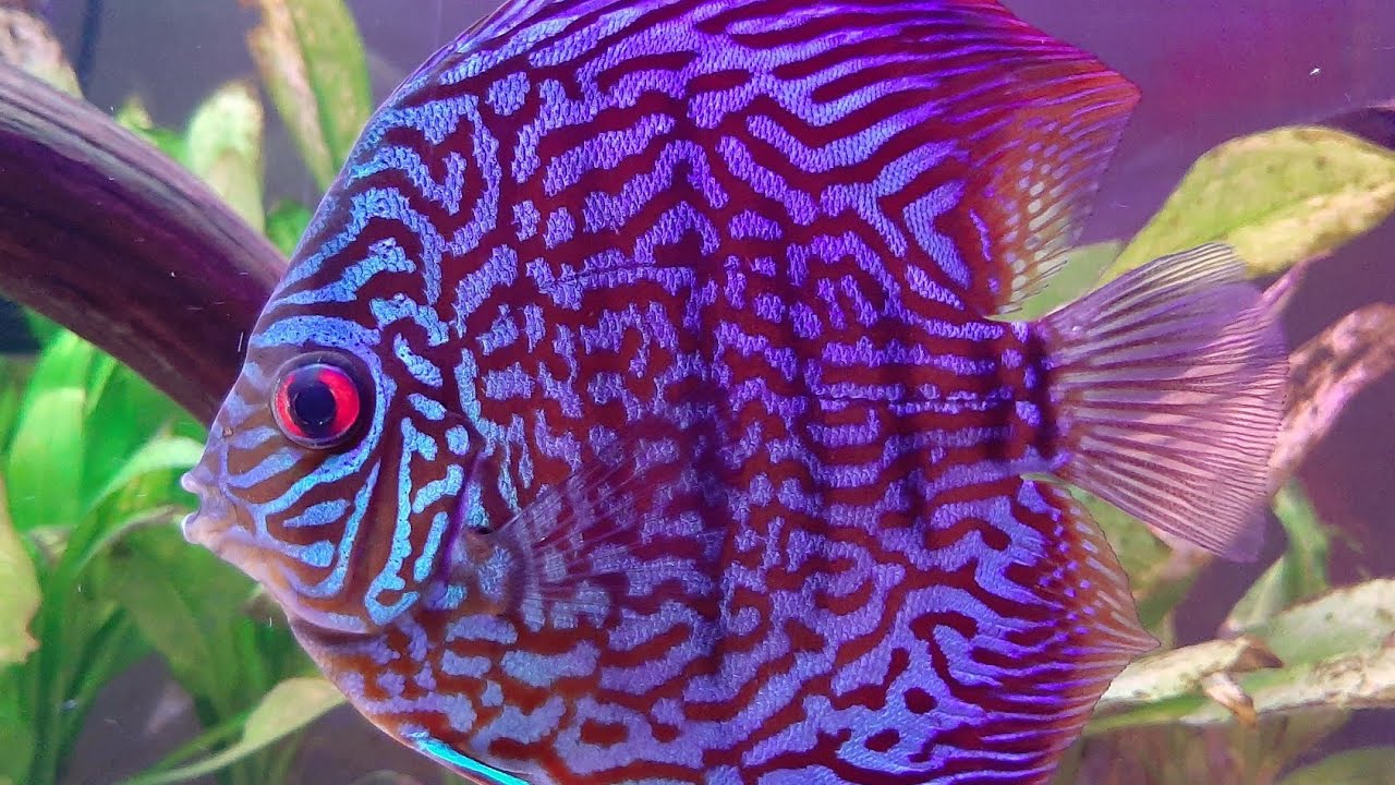 Peces Disco | Nuestro Turquesa 💙 que no habíamos presentado.