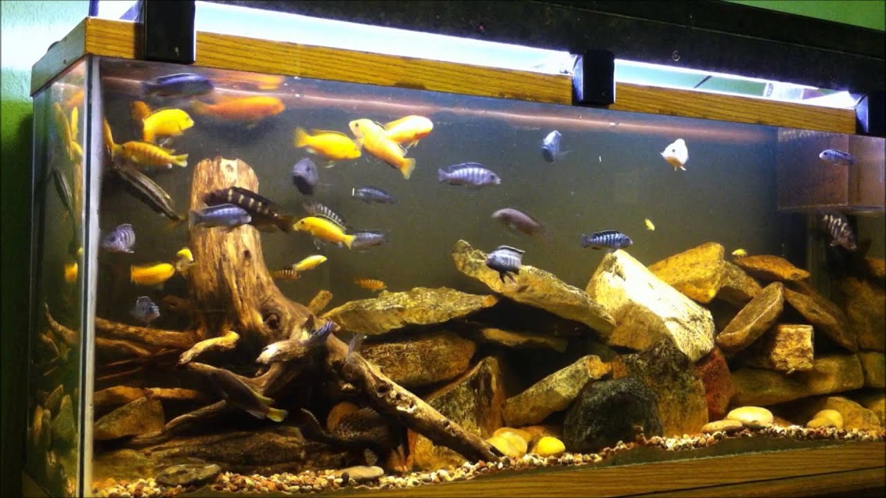 55g Lake Malawi Cichlid Tank YouTube