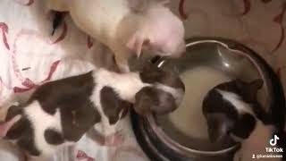 Surviving without their mom Macy | Chihuahuas drinking Milk by Mad Kween 479 views 1 year ago 22 seconds