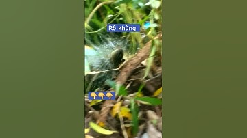 Câu được cá rô cỡ lớn ]