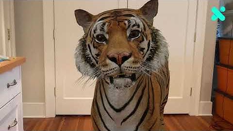 Google 3D Animals: How to Use the Cool #AR Feature at Home