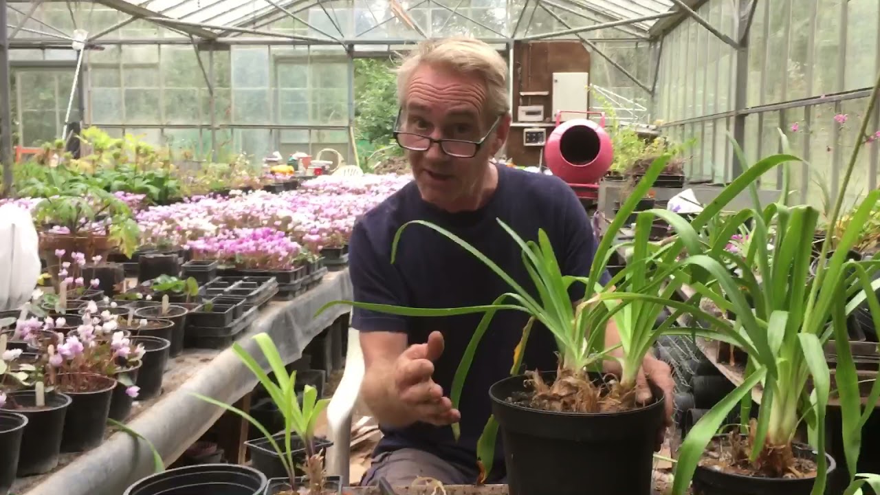 How to tidy up your agapanthus at the end of summer @stinkyditchnursery750  2021
