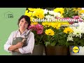 Los Crisantemos 🌼🌸 | El Jardín De Lidl | Lidl España