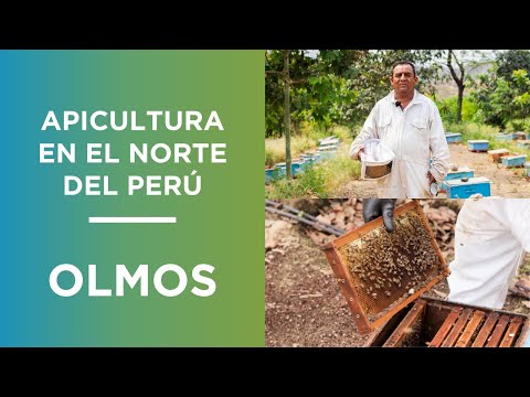 Apicultura en el