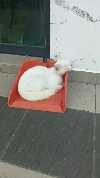 Today Cats & kittens are 637 and 542 and 491 and 485 & 478 & 387 & 313 & 230 & 129 & 112 & 64 days