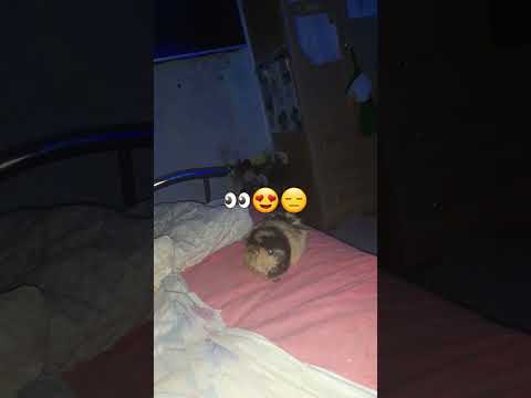 Эмма не поняла почему подняли одеяло💩😀😂😃😄😅😆😹😺🤣