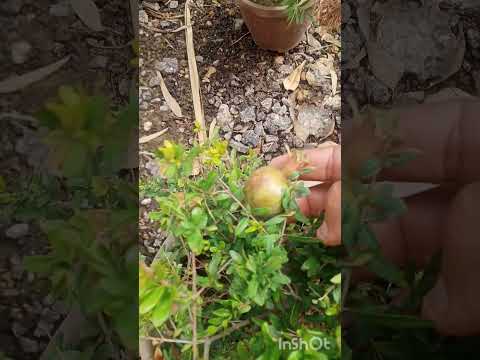 النوع من انواع الرمان النادره