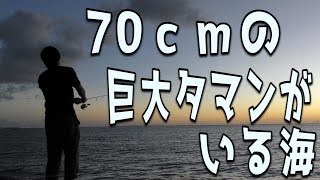 タマン70ｃｍ超えが出没する海に挑む！