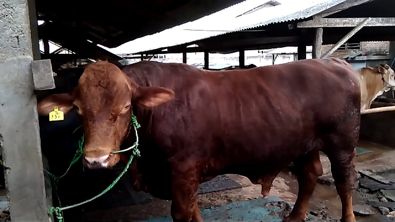 Aku duwe sapi bibit ungul YouTube
