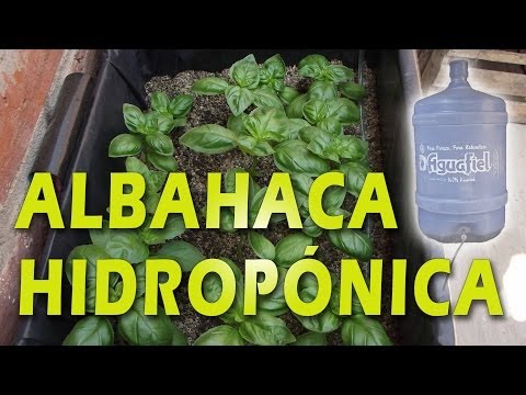 Video: Cómo Cultivar Hierbas En Interiores: Suelo Frente A Hidroponía