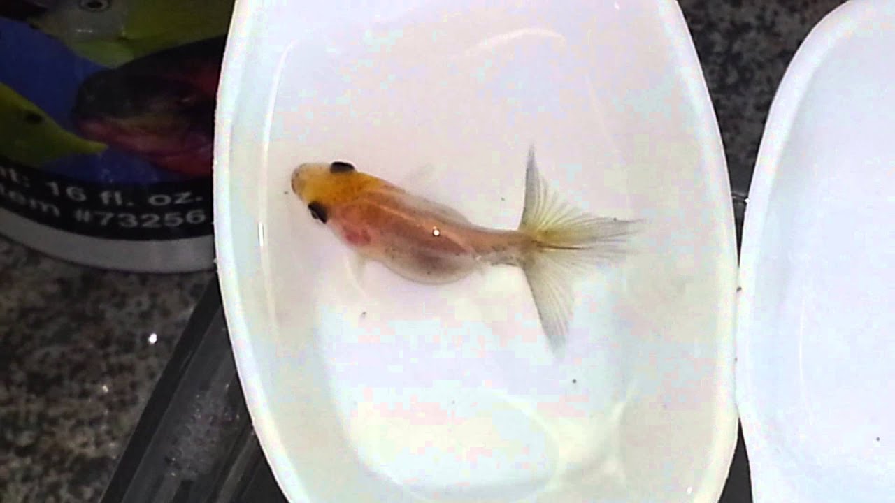 Goldfish Fry 5 Weeks 6/10/13 YouTube