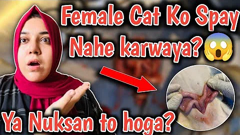 Video 11535181: persian cat low, persian cat facts, persian cat male, female cat