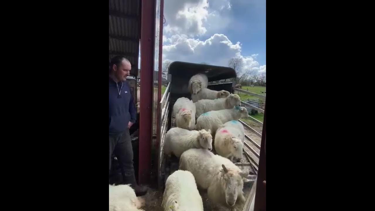 Lot 24 05.05.2021 Farmers Mart Dolgellau Online Auction YouTube