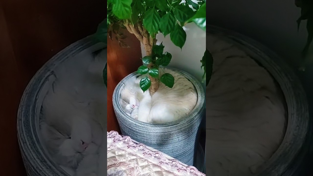 Котэ в плошке 😀🐈 