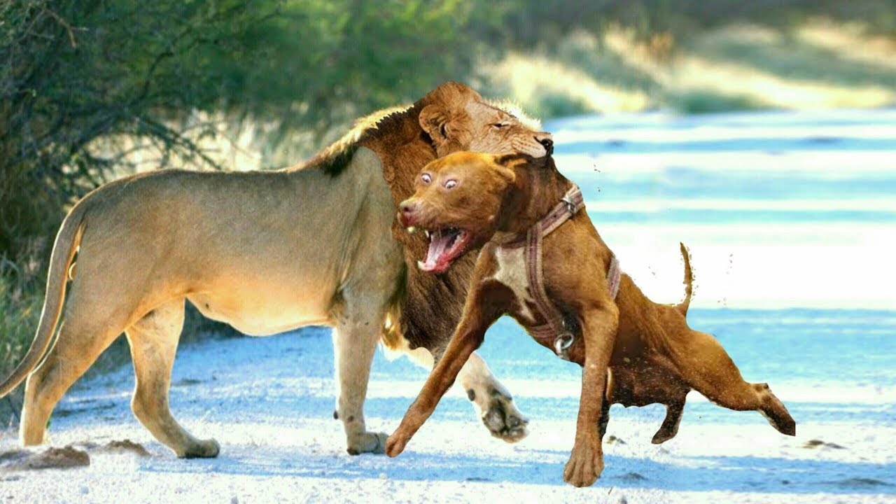 Собаки против видео. Собака против Льва порода.