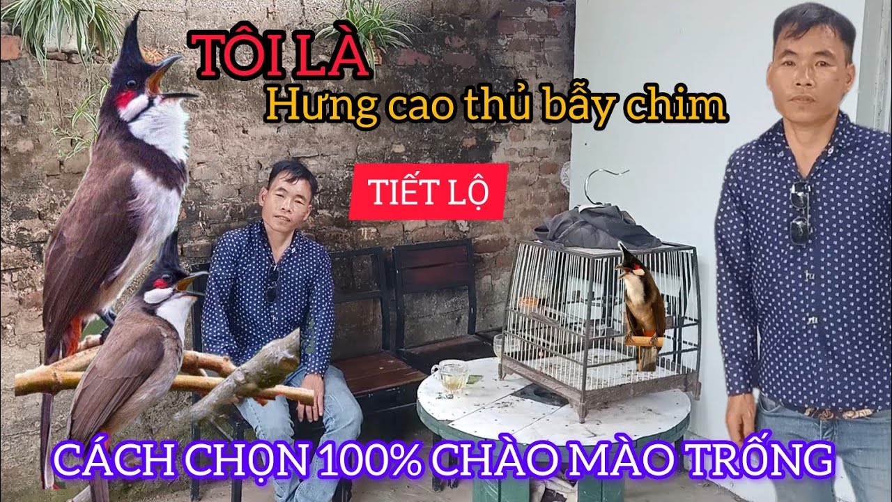 CÁCH CHỌN TRỐNG MÁI CHÀO MÀO ĐƠN GIẢN CHUẨN 100% VÀ CÁCH CHỌN CHIM HAY HƯNG CAO THỦ BẪY CHIM