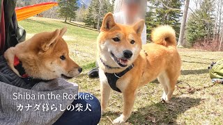 Nara, the Shiba Inu is happy to be petted by her type of guy. [4K]