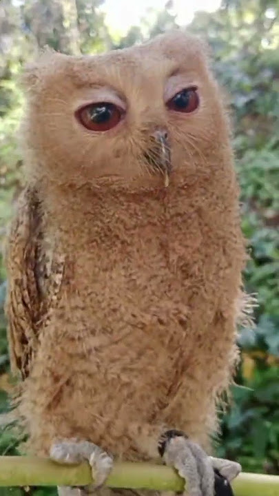 # kwago#owl # berd # ka swerte tv vlog