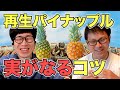 【再生野菜】パイナップルを再生栽培で実をならせるコツと注意点をけんゆーさんに聞いてみた（前半）【リボベジ】