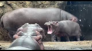 Fritz Getting the Whole Bloat Energized - Cincinnati Zoo