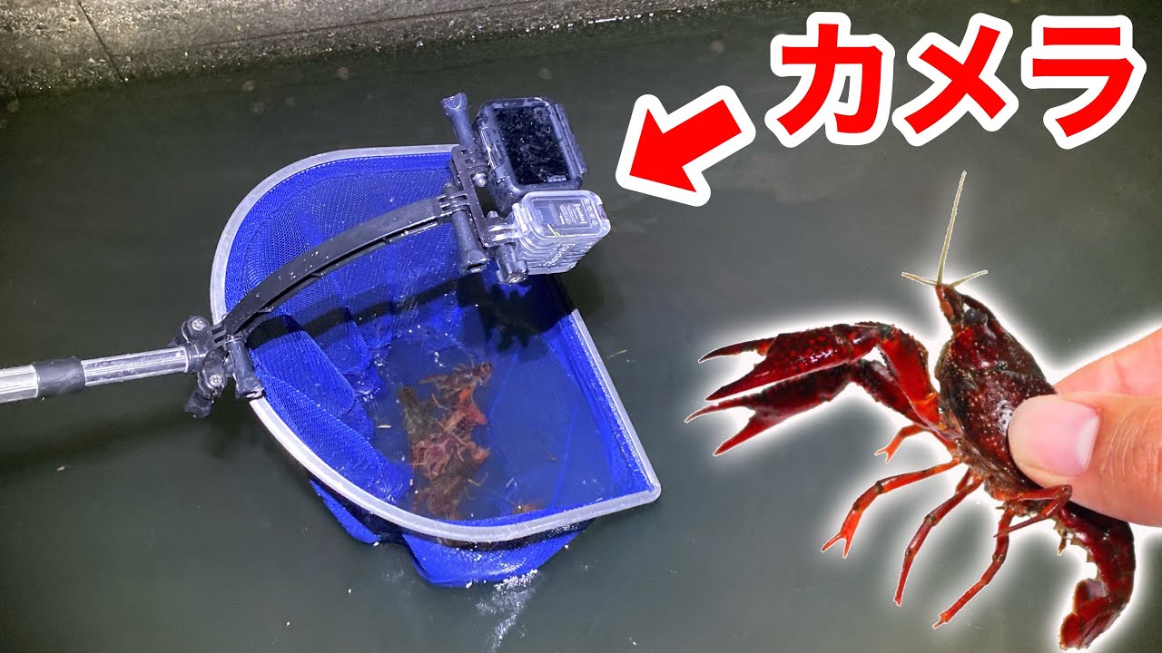 網にカメラを付けてザリガニ捕りを撮影したら面白過ぎたwww Youtube 網にカメラを付けてザリガニ捕りを撮影したら面白過ぎたwww Youtube