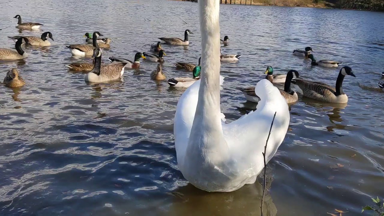 Mute swan sounds YouTube