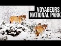 Voyageurs National Park | Tracking the Gray Wolf