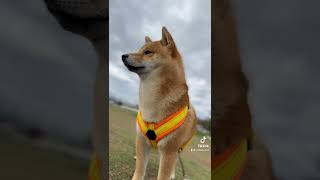 新しいハーネスを手に入れたよーーーーー！