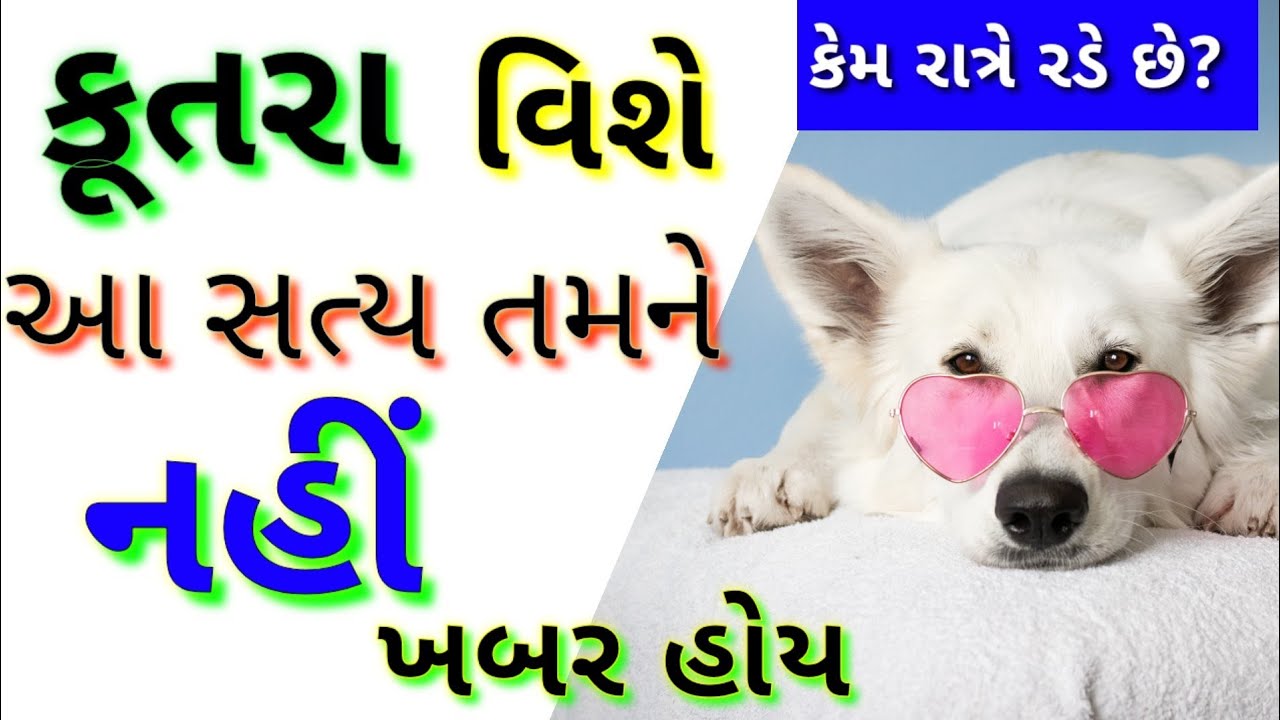 dog essay in gujarati