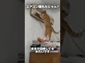 エアコン直す気の猫が現れた