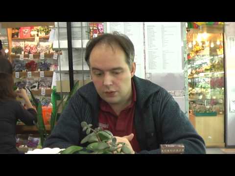 ДФ.Кокедама - бонсай бедняка / Фиалки по-японски.