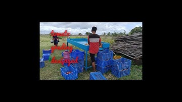 Tomato grading desi jugad, tomato filtration