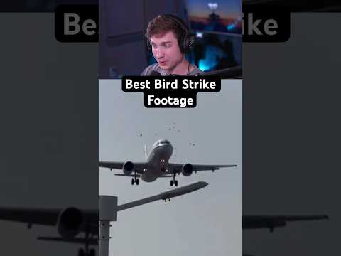Best Bird Strike