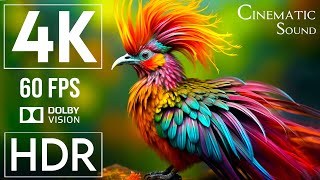 4K HDR 60fps Dolby Vision with Cinematic Sound (Animal Colorful Life)