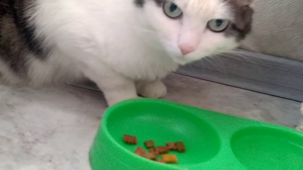 как покормить кота - YouTube