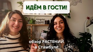 В гостях у Олы @olabavarsi  / Обзор РАСТЕНИЙ в стамбульской квартире / Растения в интерьере