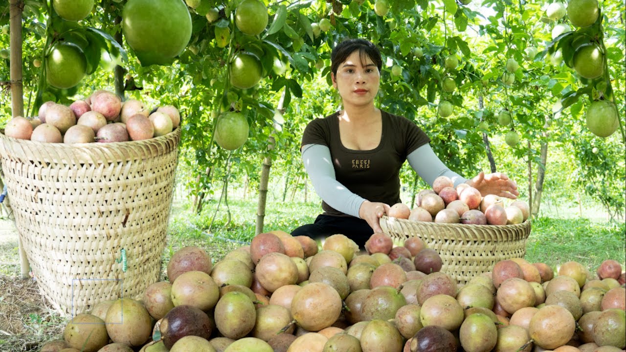 Harvest passion fruit and bring it to market to sell - spread gravel to ...