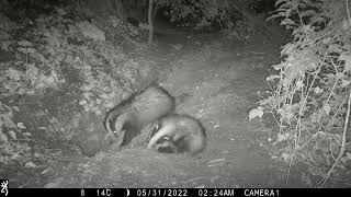 Trail camera footage of Welsh woodland wildlife (badgers and fox) overnight 30th to 31st May 2022