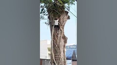 Ba chúc, tri tôn, an giang