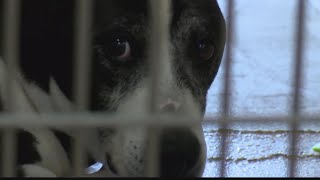 Bedford County Humane Society in need of new volunteers
