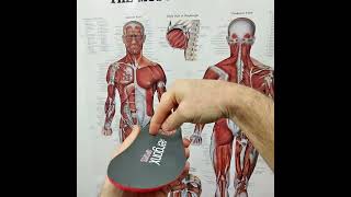 Discover The Magic Of Soft Eva Foam In Ergonx Sports Orthotics! Your Feet Will Thank You!