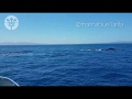 3 ejemplares de ballena en el Estrecho de Gibraltar junio 2020