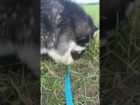 Video: Kuinka Kylpeä Husky