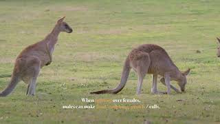 How do kangaroo mate ? Learn about Kangaroos!
