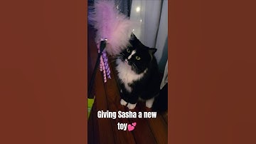 Giving Sasha a new cute toy💕 #cats #catsofyoutube #tuxedocat #catvideos #catshorts #rescuecat #cute