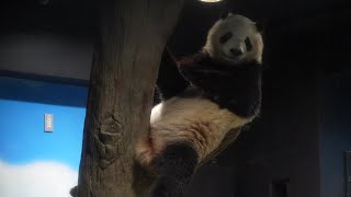 [4K] お寝坊シャオ😴コアラのシャオ君現る🐼😀レイモックを堪能レイレイ🐼😀 / Ueno Pandas / 上野動物園パンダファミリー