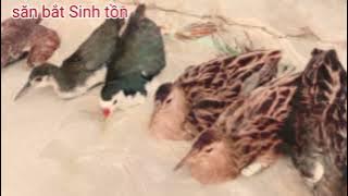 phai tiếng, đánh vụ tháng,7,8 , trở đi, tặng miễn phí cho Anh Em chim điem (SBST)@phong181,(tập 48)