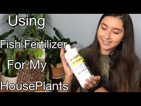 How To Use Liquid Fish Fertilizer For Your Summer HousePlants