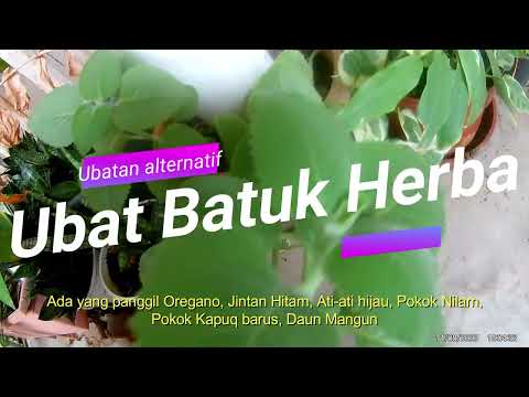 Video: Cara Mengganti Biji Mustard dalam Memasak