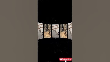 diễn viên xiếc phải gọi bằng mồm #pets #dongvat #cute #relax #cat #animals